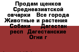 Продам щенков Среднеазиатской овчарки - Все города Животные и растения » Собаки   . Дагестан респ.,Дагестанские Огни г.